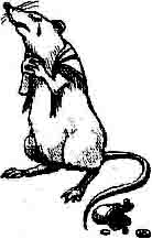 Рак крысы характеристика. Крыса знак зодиака. Телец крыса. Знак зодиака Телец крыса. Арт-металл выкрыс.